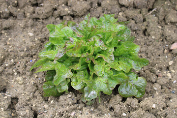 Salade verte dans le jardin