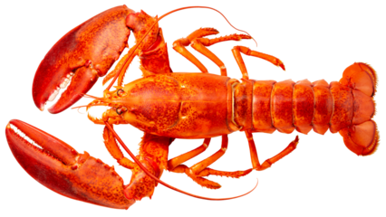 Red Lobster isolated on white, Steam Canadian lobster isolated on white background