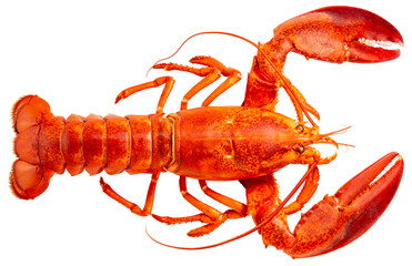 Red Lobster isolated on white, Steam Canadian lobster isolated on white background
