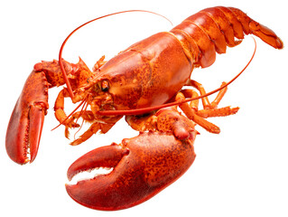 Red Lobster isolated on white, Steam Canadian lobster isolated on white background
