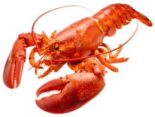 Red Lobster isolated on white, Steam Canadian lobster isolated on white background