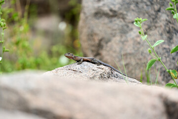 An agama lizard on a rock in the forest
