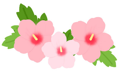 Hibiscus