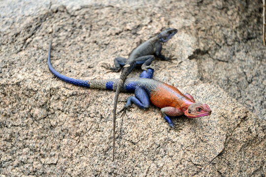 Two multicolored agama lizard on a rock