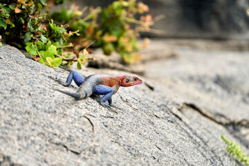 Multicolored agama lizard on a rock in the forest