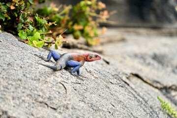 Multicolored agama lizard on a rock in the forest