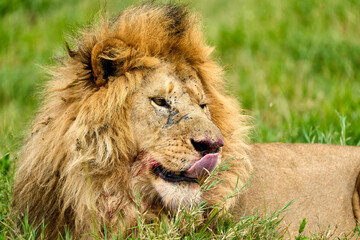 Lion lying satisfied after eating in the savanna