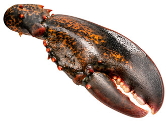 Fresh Lobster isolated on white background, Claw Canadian Lobster Crayfish on White Background PNG File.