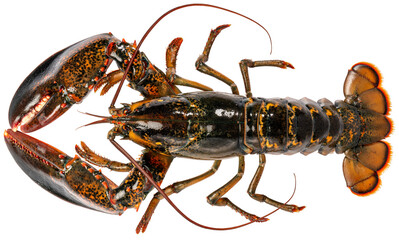 Fresh Lobster isolated on white background, Claw Canadian Lobster Crayfish on White Background PNG...