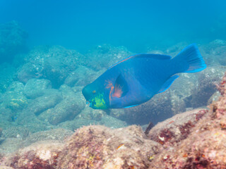 美しく大きなアオブダイ（ブダイ科）。

日本国静岡県伊豆半島賀茂郡南伊豆町中木から渡し船で渡るヒリゾ浜にて。
2022年夏水中撮影。

The Beautiful and big Knobsnout Parrotfish. 

Hirizohama beach, by ferry from Nakagi, Minami-Izu-cho,  Izu Peninsula, Shizuoka Prefe