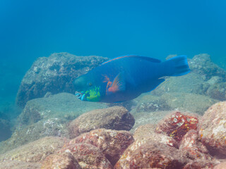 美しく大きなアオブダイ（ブダイ科）。

日本国静岡県伊豆半島賀茂郡南伊豆町中木から渡し船で渡るヒリゾ浜にて。
2022年夏水中撮影。

The Beautiful and big Knobsnout Parrotfish. 

Hirizohama beach, by ferry from Nakagi, Minami-Izu-cho,  Izu Peninsula, Shizuoka Prefe