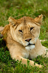 Calm lioness on the grass resting in the savanna