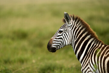 Naklejka premium Profile of a zebra in the wild in the savanna