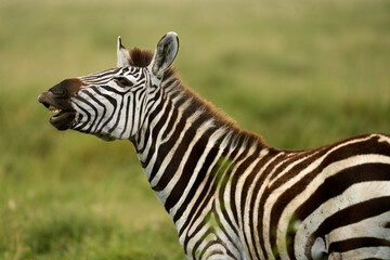 Zebra yawning in the wild in the savanna