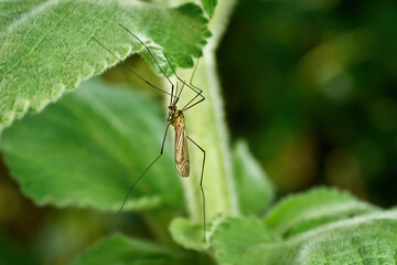 Gefleckte Wiesenschnake (Nephrotoma appendiculata) h&auml;ngt an einem behaarten gr&uuml;nen Blatt - Baden-W&uuml;rttemberg, Deutschland