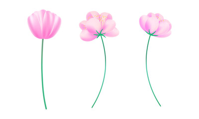 Naklejka premium Realistic cherry blossoms on white background