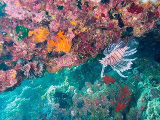 水中洞窟にいる美しく大きなハナミノカサゴ（ミノカサゴ亜科）。

日本国静岡県伊豆半島賀茂郡南伊豆町中木から渡し船で渡るヒリゾ浜にて。
2022年夏水中撮影。

The Beautiful and big Red Lionfish (Pterois volitans) in an underwater cave.

Hirizohama beach, by ferry from Nakagi, Mi