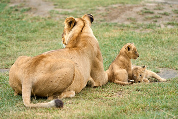 Playful cubs next to lioness in the savanna