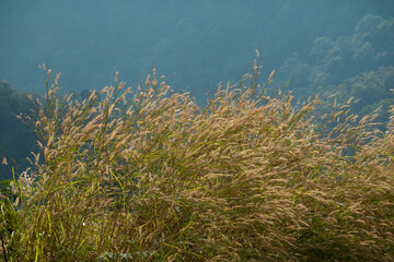 mountain meadow with reeds swaying in the wind