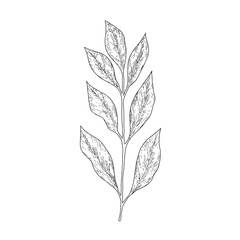 Hand drawn branch botanical leaves outline on white background