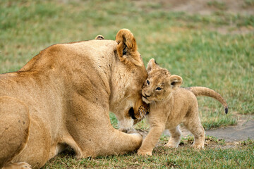 Cub with tender lioness in the savanna
