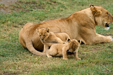 Lion cubs with their mother in the savanna