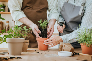 Couple planting rosemary plant in pot on table at home
