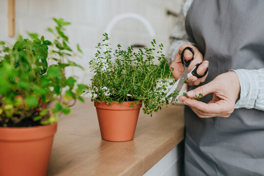 Hands of woman cutting thyme leaves with scissors at home