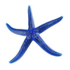 Blue starfish isolated on white background