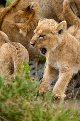 Sleepy lion cub next to its mother