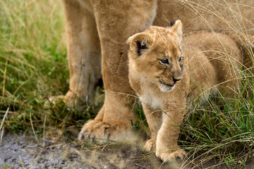 Little lion cub next to its protective mother