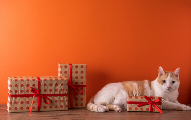 Cute cat lying on table between polka dot present boxes against orange wall