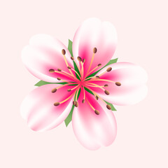realistic cherry blossom illustration on white background