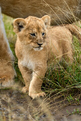 Small cute lion cub next to a lion