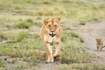 Lioness and cub walking along the savanna