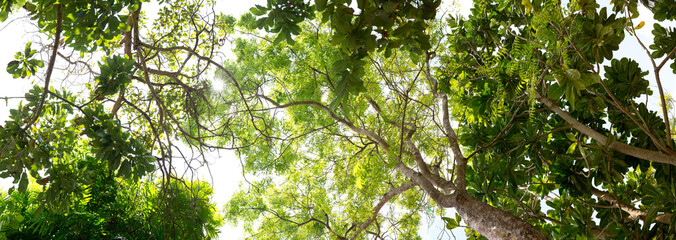Lush green trees on sunny day