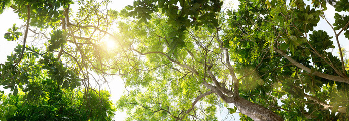 Sunlight seen through branches of lush green trees