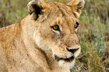 Lioness with flies on the face lying on the savanna