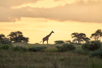 Wild giraffe during sunset in the savanna