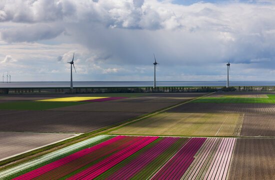 Multi colored tulip flowers field with wind turbines under cloudy sky