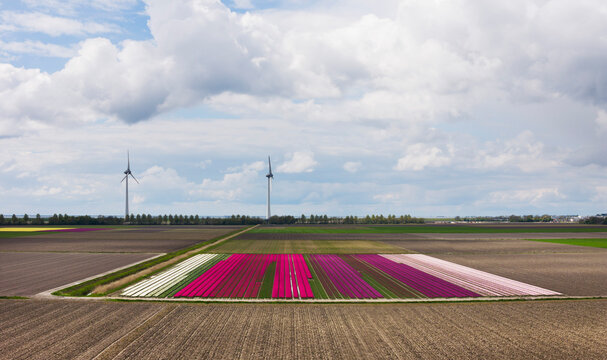 Multi colored tulip flowers field with wind turbines
