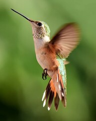 close up of female broad tailed hummingbird hovering in flight in summer in broomfield, colorado
