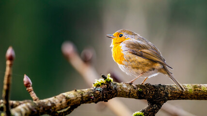 Portrait of robin (Erithacus rubecula) perching on branch