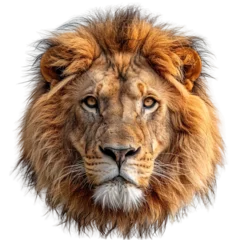 Gordijnen front view of lion head isolated on transparent background ,lion face png ,generative ai © Nanostock