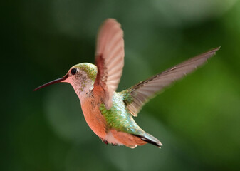 close up of female broad tailed hummingbird hovering in flight in summer in broomfield, colorado