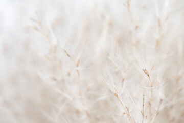 Beautiful dried beige fluffy flowers with light blur natural background macro