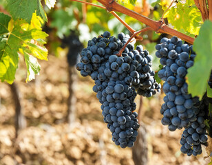 Naklejka premium Close-up of ripe dark grape in vineyard against sunlight on late summer with seelctive focus