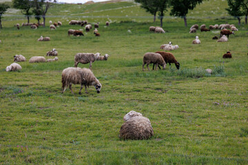 Obraz premium flock of sheep resting on green grass in Georgia