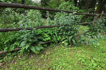 Symphytum caucasicum comfrey flowers in park