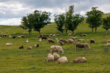 Obraz premium Herd of sheep on beautiful mountain meadow. Georgia. Beautiful sunny landscape background on mountainous terrain